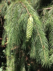 Picea smithiana