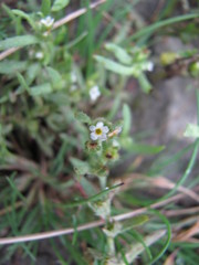 Myosotis verna