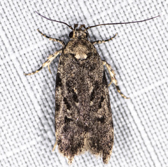 Chionodes pereyra