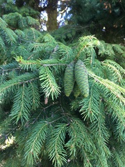 Picea wilsonii