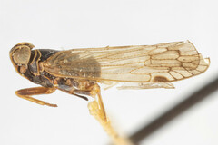 Melanoliarus concinnulus