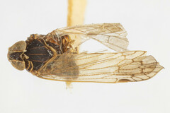 Melanoliarus concinnulus