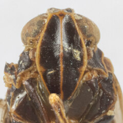 Melanoliarus concinnulus