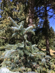 Picea asperata