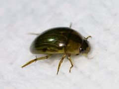 Tropisternus collaris