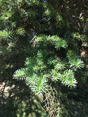 Abies recurvata