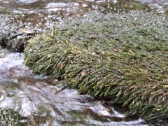 Rhynchostegium