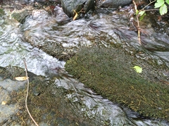 Rhynchostegium