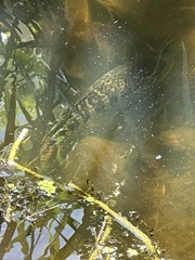 Actinopterygii