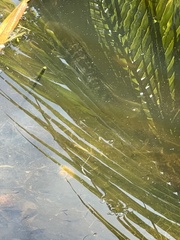 Actinopterygii