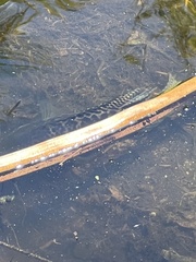Actinopterygii