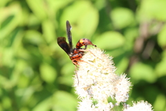 Poecilopompilus algidus