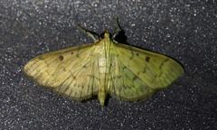 Herpetogramma fluctuosalis