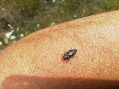 Chrysobothris solieri