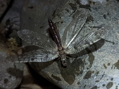 Orohermes crepusculus