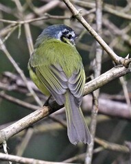 Pogonotriccus eximius