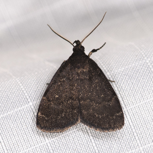 Rotund Idia Moth