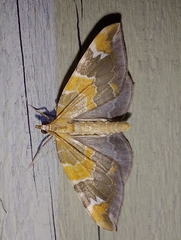 Eulithis pyropata