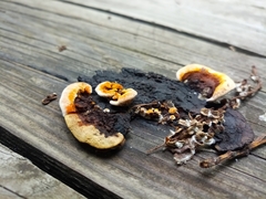 Gloeophyllum sepiarium