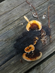 Gloeophyllum sepiarium