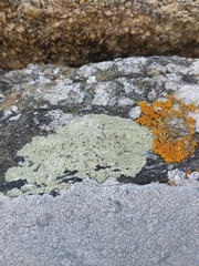 Lecanora sulphurea