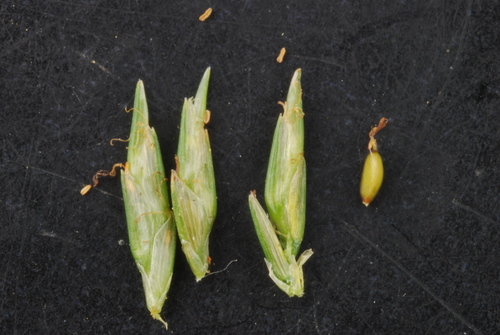 Cyperus croceus