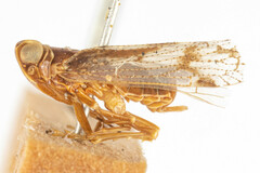 Melanoliarus pinicolus