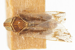 Melanoliarus pinicolus