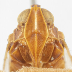 Melanoliarus pinicolus