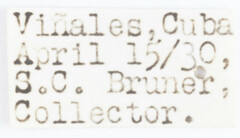 Melanoliarus pinicolus