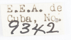 Melanoliarus pinicolus