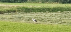 Ciconia ciconia