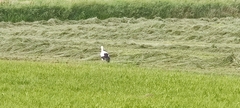 Ciconia ciconia