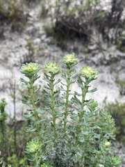 Morella cordifolia