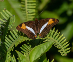 Adelpha malea goyama