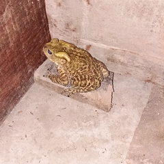 Duttaphrynus himalayanus