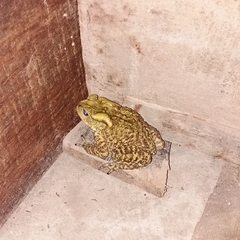 Duttaphrynus himalayanus