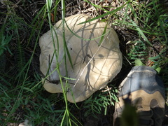 Agaricus albolutescens