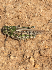 Pardalophora phoenicoptera