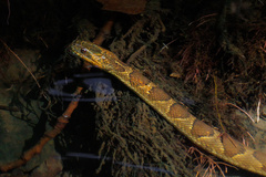 Nerodia sipedon pleuralis