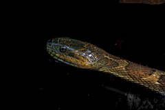 Nerodia sipedon pleuralis