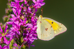 Colias eurytheme