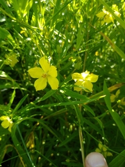 Lysimachia quadriflora