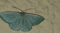 Phaiogramma