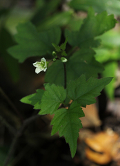 Cardamine africana