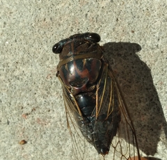 Megatibicen resonans