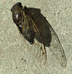 Megatibicen resonans