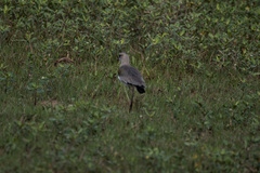 Vanellus chilensis
