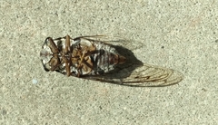 Megatibicen resonans