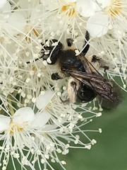 Andrena